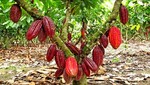 Perú en mira de ser el líder mundial en exportación de cacao fino y de aroma