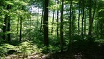 El sector forestal puede fortalecer la economía del país