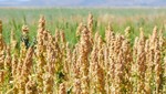 Caída de precios impactó exportaciones de granos andinos