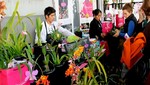 Tips para el cuidado de orquídeas