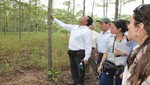 Se promoverán plantaciones forestales para tener 2 millones de hectáreas al 2030