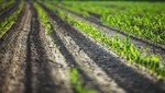 Biotecnología en semillas: Oportunidad para el desarrollo de la agricultura y la agro-biodiversidad
