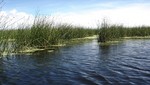 SERNANP suscribe primer contrato de aprovechamiento de totora en la Reserva Nacional del Titicaca