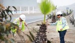 Serpar denuncia tala de más de 300 árboles en carretera Panamericana Sur