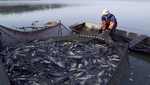 Se necesita mayor investigación para desarrollar producción acuícola