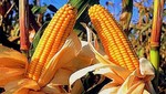 Producción de maíz amarillo duro se incrementó en 36,4%