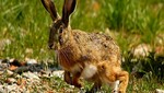 ¿Especies exóticas invasoras?
