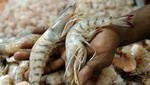 PRODUCE dispone pesca exploratoria de langostino en las bahías de Sechura y Paita