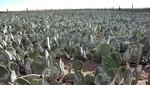 Productores de cochinilla son afectados por precios especulativos