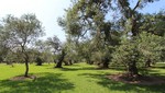 El bosque El Olivar: ¿Patrimonio Natural?