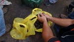 La Victoria: decomisan más de 250 kilos  de conchas negras en veda