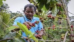 Se refinanciarán las deudas de los productores de café afectados por lluvias y deslizamientos en Satipo