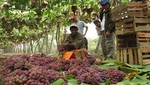 La uva fue el principal producto de agroexportación no tradicional el 2015