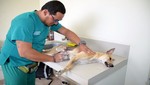 Municipalidad de Ventanilla promueve campaña de esterilización de mascotas para velar salud pública