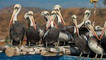 Sector Ambiente ratifica importancia del Mar Pacífico Tropical para conservarlo como área natural protegida