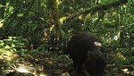 Descubren población de huanganas en el Santuario Nacional Tabaconas Namballe