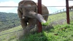 En el día de la Tierra Nat Geo invita a tomar conciencia con el estreno de La historia de Tyke