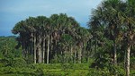 Dos nuevas sentencias por deforestación en el bosque de protección San Matías San Carlos y la Reserva Comunal Yanesha