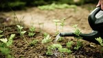 BASF lanza Nuevo bio-fertilizante natural que mejora la calidad de las cosechas