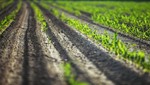 Basf apoya proyecto de investigación de estudiantes sobre cómo cultivar en el espacio