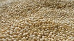 Adex anuncia que exportación de quinua generó 22 millones de dórales