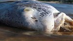 Playas de Florida atestada de miles de animales muertos