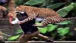 Leopardo atacó a empleado forestal en la India