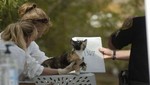 EE.UU.: Mujer vivía con 100 gatos en su casa