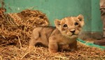 Público podrá visitar muy pronto a leona bebé Chiclayanita nacida en Parque de las Leyendas