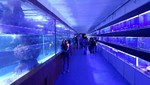 Acuario más grande de Latinoamérica abre sus puertas en Lima Norte para recibir a grandes y chicos