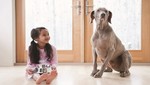 Tip´s para convivir con tu perro en un departamento