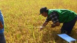 Desde el 2013, La Positiva Seguros ha asegurado más de 35 mil créditos agrícolas en todo el país