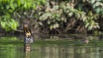 Registro histórico de lobos de río en el Parque Nacional Bahuaja Sonene