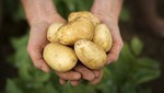 BASF lanza `solución productiva de papa´ para proteger los cultivos en Perú