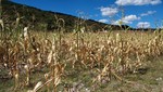 Que se declare en emergencia la agricultura y ganadería de Ayacucho