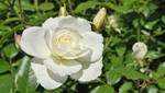 ¿Y si cultivas una rosa blanca?