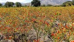 Exportan pasta de ají tabasco de Cajamarca a EE.UU y Europa por US$ 650 mil