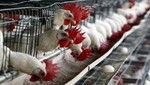 Perú suspende importación de aves de Chile por influenza aviar