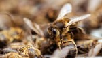 Insecticidas usados en Europa suponen mayor riesgo para las abejas y otras especies de lo que se pensaba