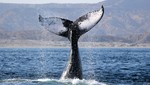 Conoce los principales atractivos turísticos que te ofrece el Mar Pacífico Tropical