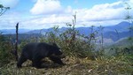 Se evidencia presencia de oso andino y tapir de montaña en el Santuario Nacional Tabaconas Namballe