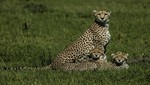 Historias impresionantes de los felinos más feroces de la naturaleza en 'Semana de Grandes Felinos'