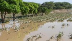 Agricultura acelerará entrega de bonos de S/ 1,000 a productores afectados por lluvias e inundaciones