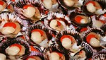 Perú dejaría de exportar hasta 3.000 toneladas de conchas de abanico
