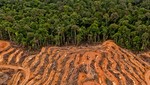 El Parlamento Europeo señala al aceite de palma como una de las principales causas de deforestación del planeta