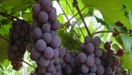Perú vendió al mundo más de US$ 900 millones en productos agrícolas entre enero y febrero