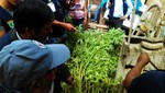 Encuentran plantones de marihuana en vivienda de Pachacútec - Ventanilla