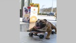 Biuf, el perro skater realizó exhibición en el primer mall pet friendly del perú