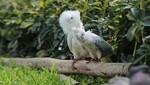 Se dispuso el ingreso de ejemplares de aves exóticas al Parque de La Muralla