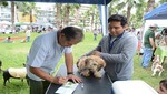 Miraflores promueve campaña de vacunación y adopción de mascotas